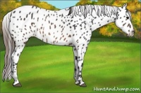 Horse Color:Brown Appaloosa 
