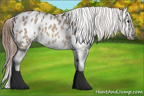 Horse Color: Brown Dun Blanket 