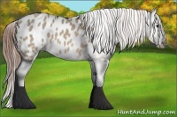Horse Color:Brown Dun Appaloosa 