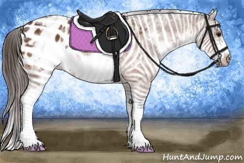 Horse Color:White Spotted Bay Splash Frame Appaloosa 