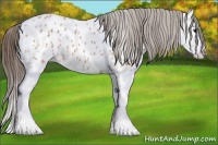Horse Color:Bay Roan Splash Appaloosa 