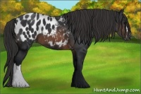 Horse Color:Brown Appaloosa 