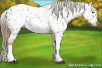 Horse Color:White Spotted Bay Splash Tobiano Near Leopard
