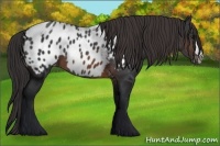 Horse Color:Brown Appaloosa 