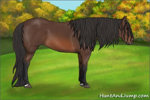 Horse Color: Bay 