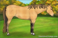 Horse Color:Plaid  Buckskin 