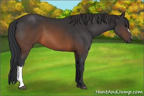 Horse Color: Brown 
