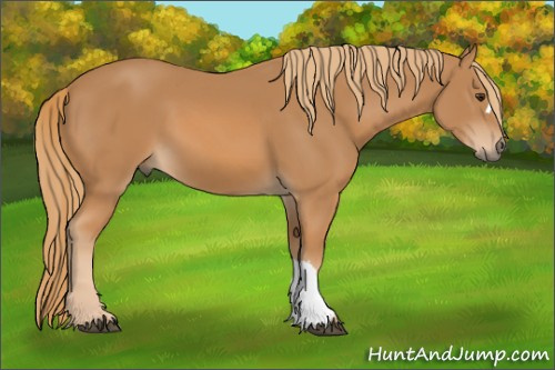 Horse Color: Chestnut 