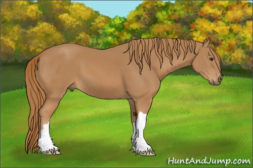 Horse Color: Chestnut 