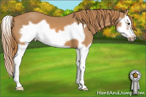 Horse Color: Chestnut Splash Frame 