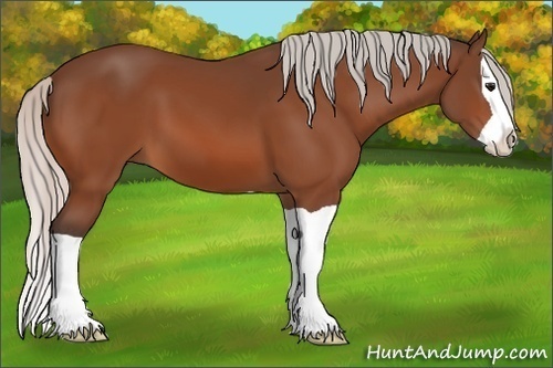 Horse Color: Silver Bay Splash 