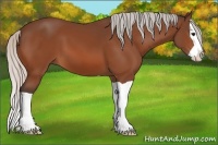 Horse Color:Silver Bay Splash 