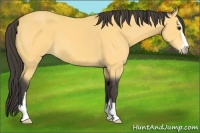 Horse Color:Buckskin Sabino