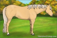 Horse Color:Palomino Sabino 