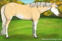 Horse Color:Palomino Sabino 