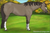 Horse Color:Smoky Grullo 