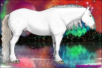 Horse Color:Gold Champagne Appaloosa 