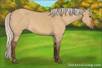 Horse Color:Silver Buckskin Dun 