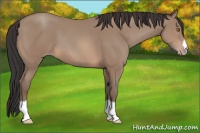 Horse Color:Sable Champagne 