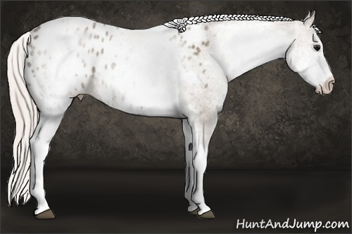 Horse Color: White Spotted Silver Grullo Blanket Rabicano 
