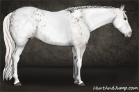 Horse Color:White Spotted Silver Grullo Appaloosa Rabicano
