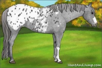 Horse Color:Black Appaloosa Rabicano 