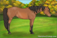 Horse Color:Bay Rabicano 