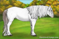 Horse Color:Bay Roan Near Fewspot 