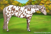 Horse Color:Chestnut Near Leopard 