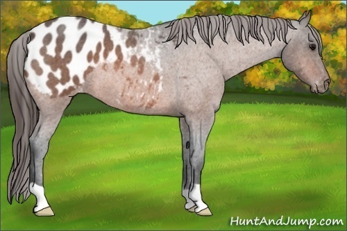 Horse Color: Bay Roan Blanket 