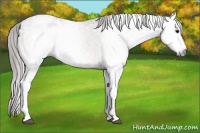 Horse Color:Gray White Spotted Bay Appaloosa 