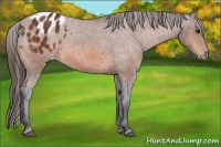 Horse Color:Bay Appaloosa 