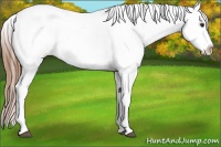 Horse Color:Chestnut Tobiano Appaloosa