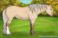 Horse Color:Silver Bay Dun 