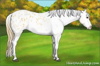 Horse Color:Buckskin Blanket 