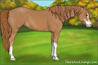 Horse Color:Chestnut Sabino 