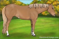 Horse Color:Chestnut Sabino 