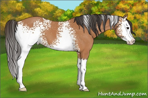 Horse Color: White Spotted Bay Splash Blanket 