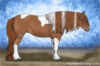 Horse Color:Chestnut Tobiano
