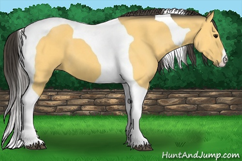 Horse Color: Buckskin Tobiano 