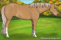 Horse Color:Palomino 