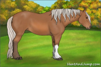 Horse Color:Silver Bay 