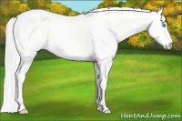 Horse Color:Silver Perlino Dun 