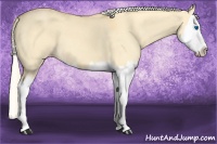 Horse Color:Gold Cream Champagne Dun Splash