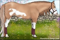 Horse Color:Gold Champagne Splash Frame
