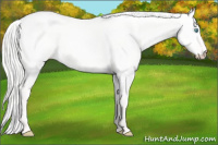 Horse Color:Silver Perlino Dun 