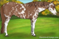 Horse Color:Chestnut Sabino