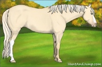 Horse Color:Gold Cream Champagne Dun 