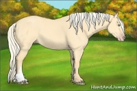 Horse Color:Gold Cream Champagne Dun 