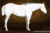 Horse Color:Cremello Dun 